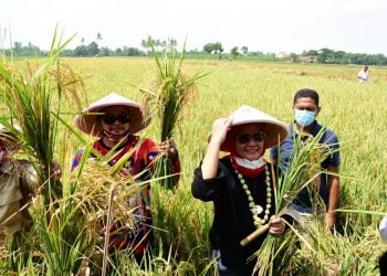 Hadiri Panen Raya, Nina Agustina Dukung Kedaulatan Pangan