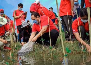 Kepedulian PDI Perjuangan Pangandaran, Tanam 5 Ribu Mangrove di Pantai Karang Tirta