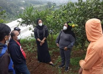 PDI Perjuangan KBB Perjuangkan Nasib Petani Jeruk Lemon