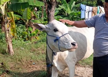 Idul Adha 1442 H, Anang Janur Wakil Komisi III DPRD Kabupaten Sukabumi Fraksi PDI Perjuangan Sembelih 2 Ekor Sapi Kurban