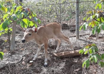 PDI Perjuangan Jawa Barat Rancang Program Reintroduksi Banteng Jawa di BKSDA Pangandaran