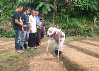 Support Penanaman Kangkung Kelompok Tani Urug, Muslim: Tingkatkan Ketahanan Pangan