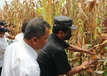 Ketua DPRD Ciamis Hadiri Kegiatan Panen Raya Jagung Di Buanamekar Panumbangan.