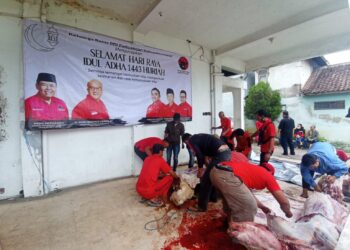 DPC PDI Perjuangan Kabupaten Garut Laksanakan Qurban Dua Ekor Sapi