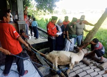 Semangat Idul Adha , Banteng Karawang Potong 1 Ekor Hewan Kurban