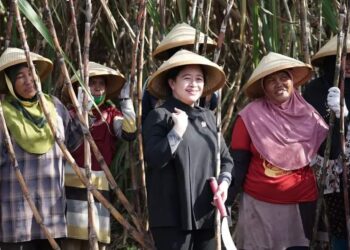 Dorong Kemandirian, Puan Maharani Dukung Pabrik Gula Sindanglaut Dibuka Kembali