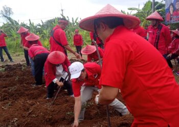Daulat Pangan, PDIP Kota Bogor Ajak Publik Tanam Bibit di Kebun dan Pekarangan Rumah
