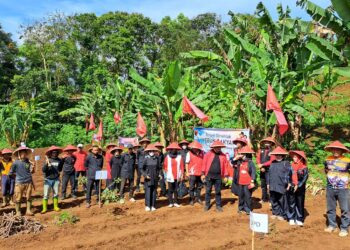 Banteng KBB Gelar Penanaman Pangan Pengganti Beras di Kebun DPC