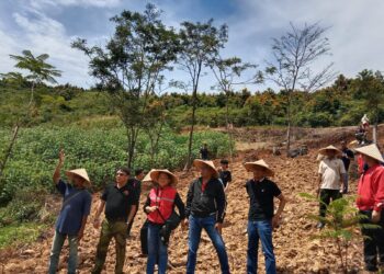 DPC PDI Perjuangan Kabupaten Bogor Lakukan Penanaman Tanaman Alternatif Pengganti Beras di Kebun Rakyat