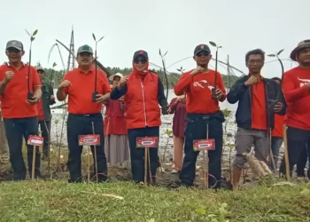 HUT PDI Perjuangan ke 50, Penanaman Ribuan Pohon Mangrove dan Cemara di Karang Tirta Pangandaran