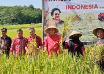 M. Nurdin: Panen Raya Padi MSP Wujudkan Kedaulatan Pangan Bangsa