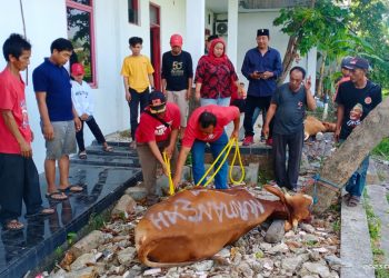 Semangat Idul Adha , Banteng Karawang Potong 3 Ekor Hewan Kurban