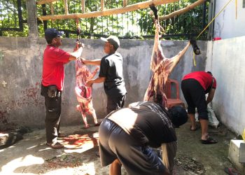 DPC PDI Perjuangan Kabupaten Cirebon Sembelih 6 Ekor Kambing dan 1 Ekor Sapi