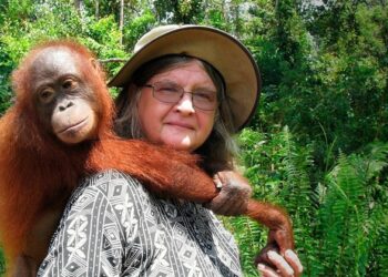 PDI Perjuangan Sampaikan Duka Cita atas Wafatnya Birute Galdikas, “Ibu Orang Utan Kalimantan”